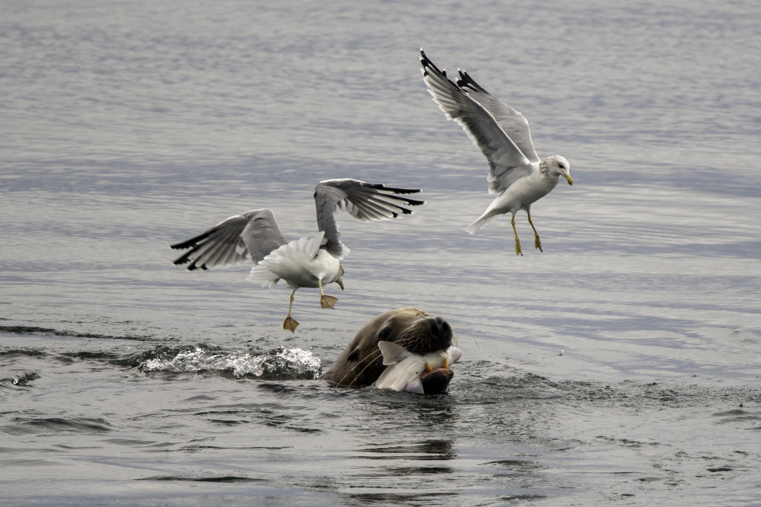 A sea lion surfaces with a Pacific spiny dogfish shark in its mouth, while two seagulls hover closely above, poised to snatch pieces. The scene is tense and dynamic.